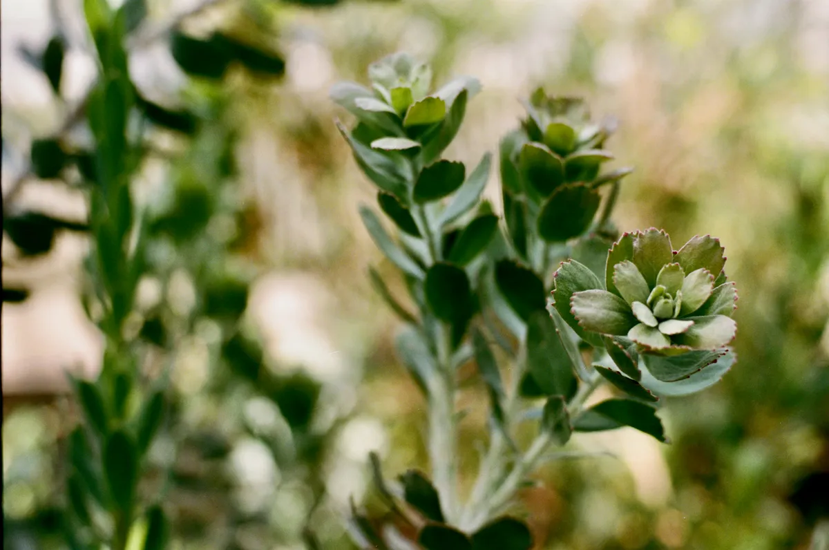 Fynbos at Cape St Francis, on 35mm film