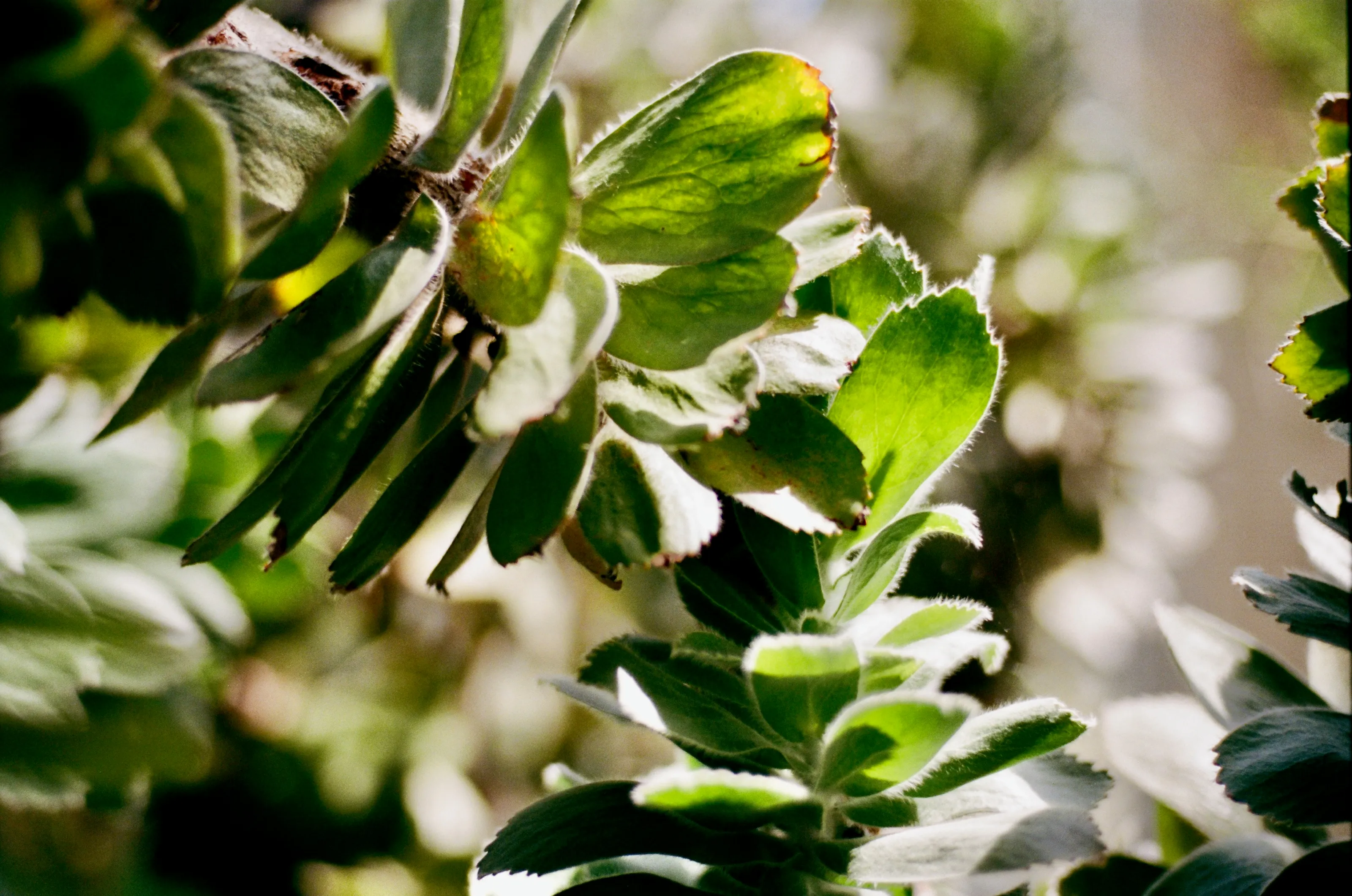 Fynbos leaves close up, backlit, their edges fringed with fine hairs.