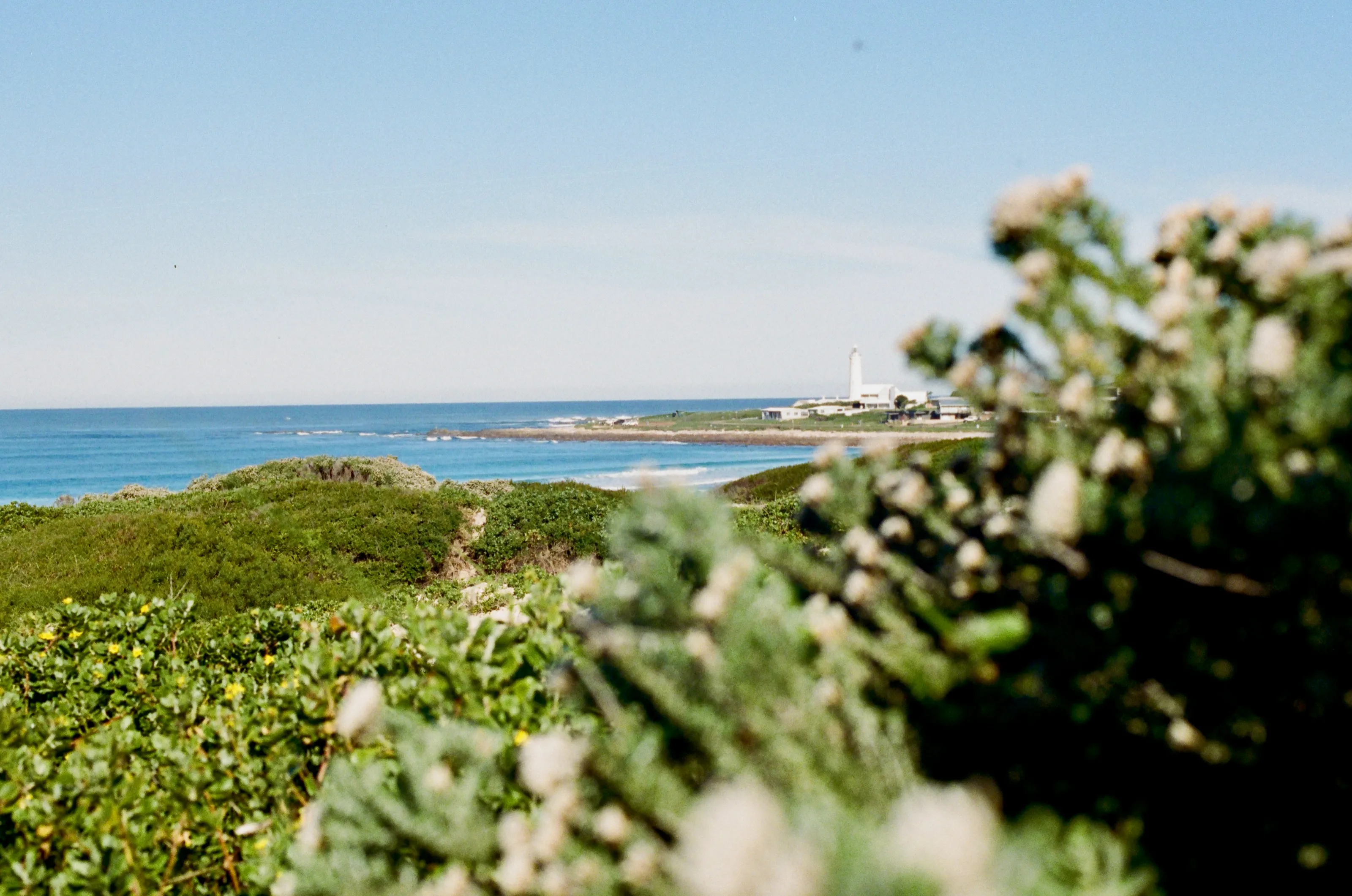 Flowering Fynbos close up, dune scrub and the sea beyond, Seal Point Lighthouse on the point.