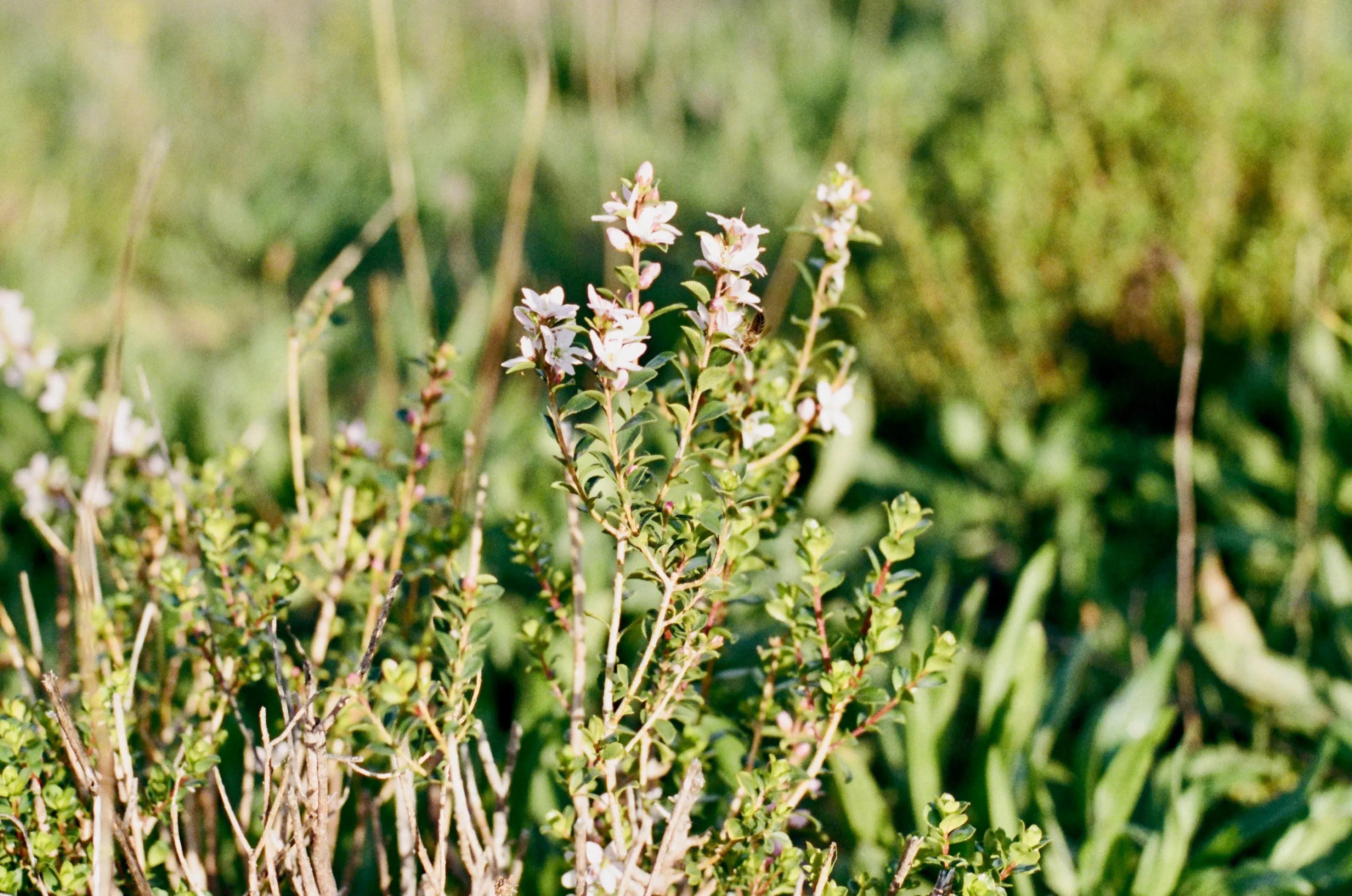 Fine-leaved Fynbos with small pale flowers on thin stems, grasses behind.